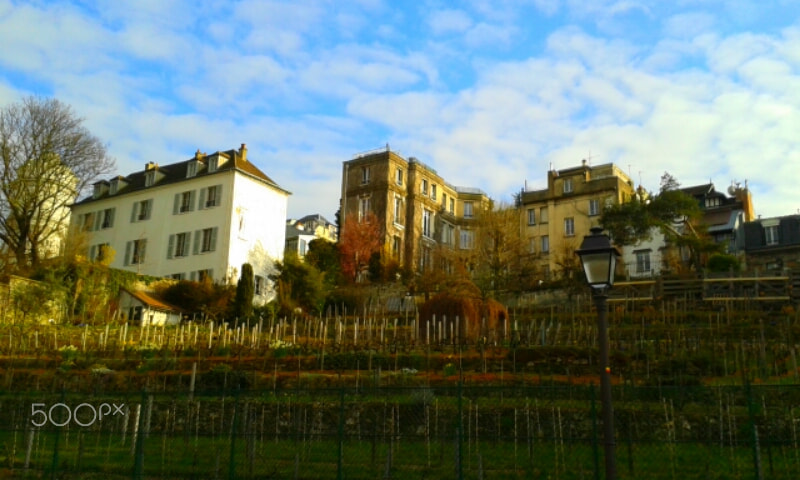 Samsung Galaxy Ace Style sample photo. Montmartre vinyard photography