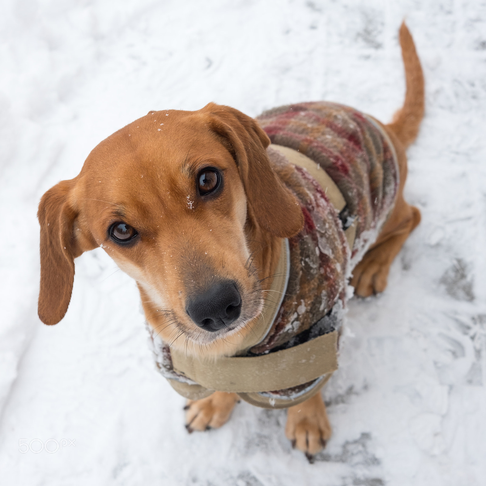 Fujifilm X-E2S + Fujifilm XF 27mm F2.8 sample photo. Awesome doxle in winter coat photography