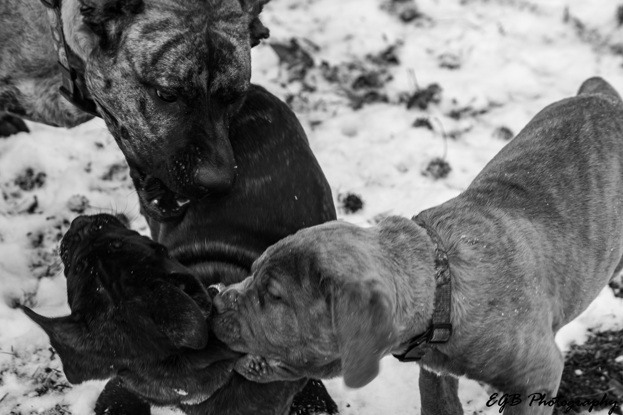 Canon EF 70-300mm F4-5.6 IS USM sample photo. Play time photography