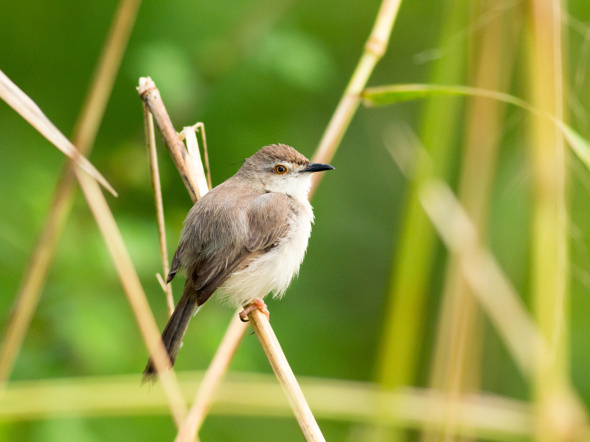 Olympus OM-D E-M1 + Metabones 400/5.6 sample photo. Plain prinia photography