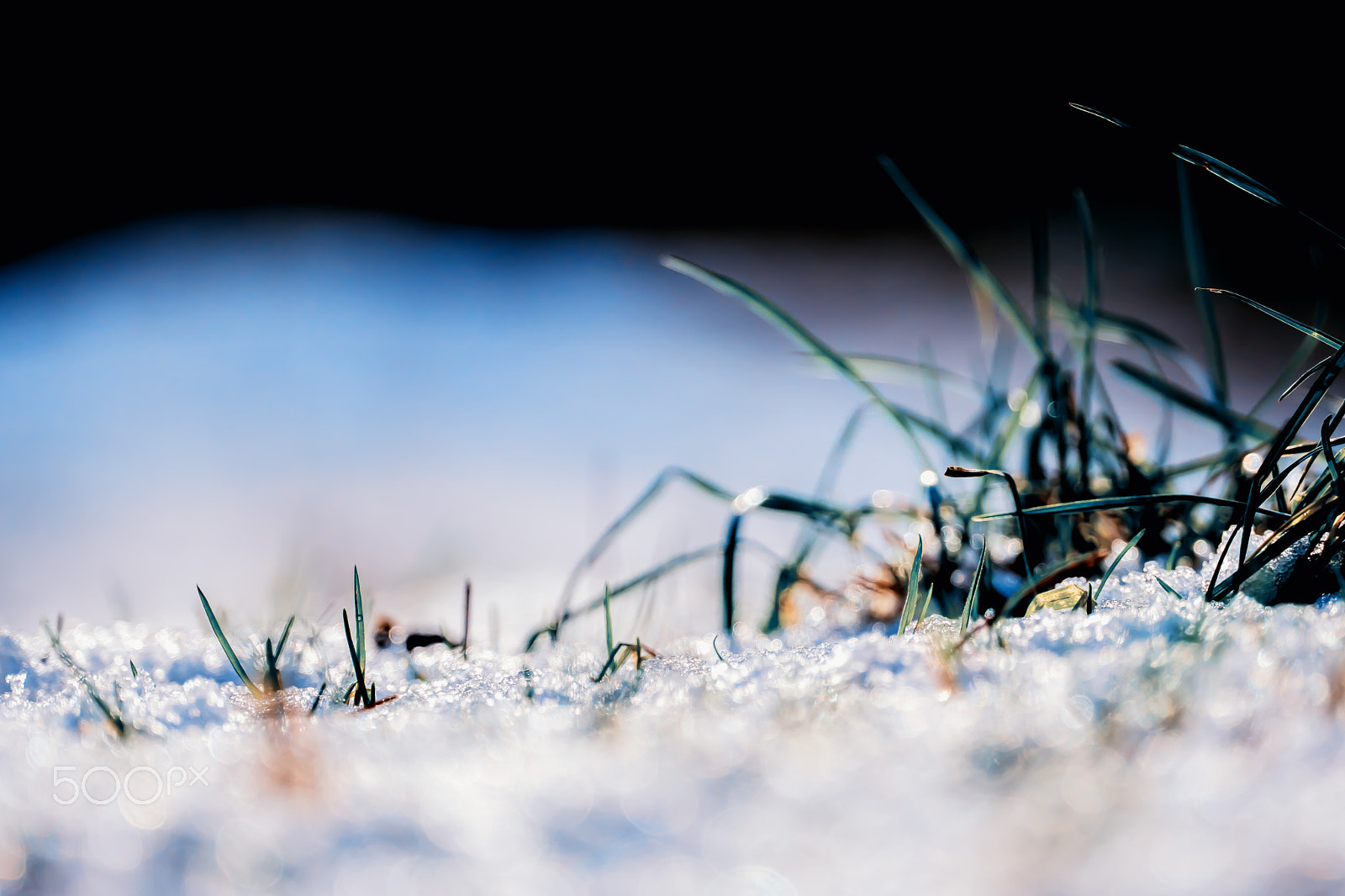 Sony FE 70-300mm F4.5-5.6 G OSS sample photo. Gras im schnee photography