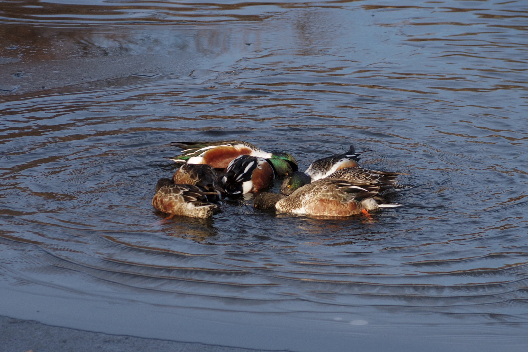 Pentax Q-S1 sample photo. Duck huddle photography