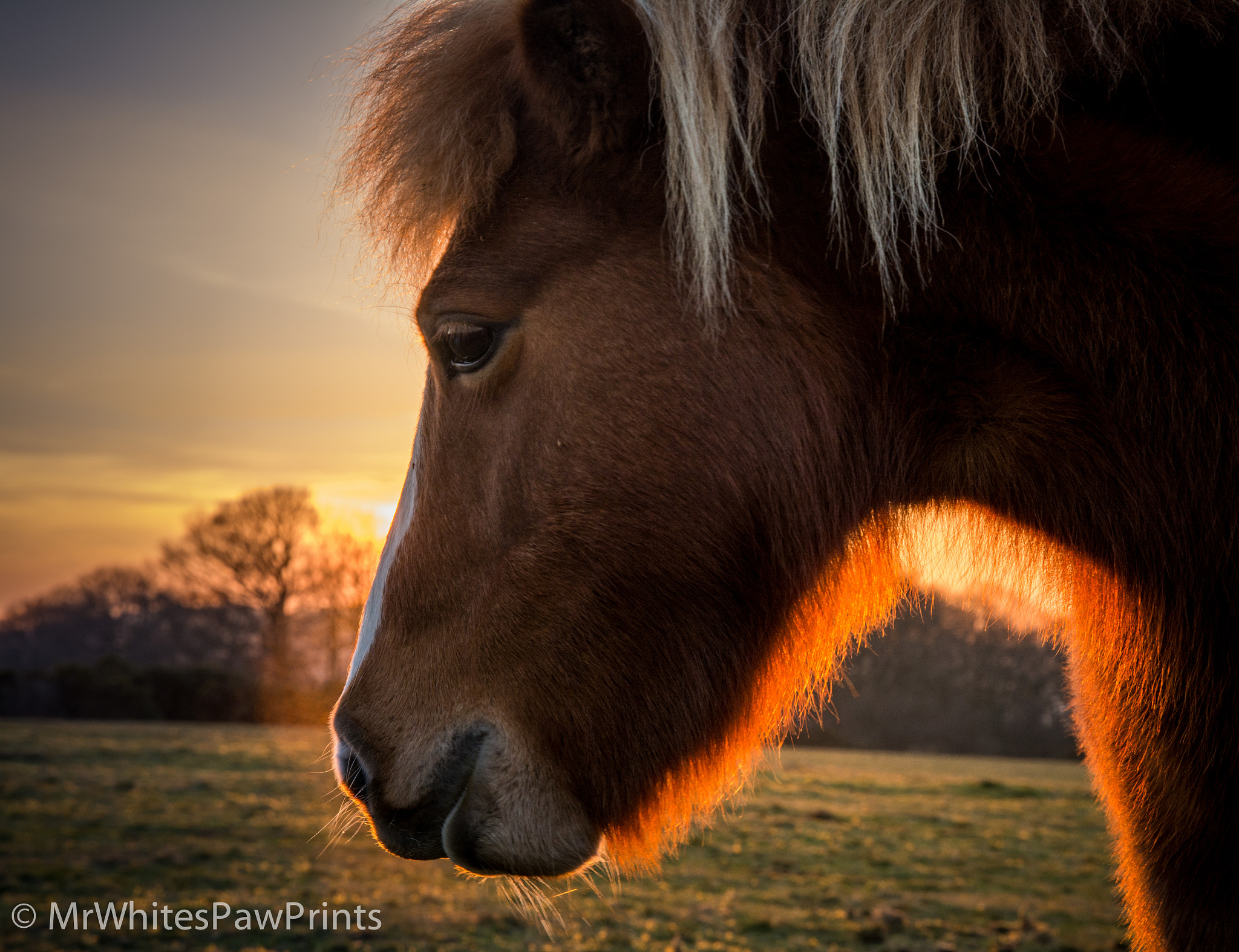 Nikon D7100 sample photo. Sunset and ponies photography