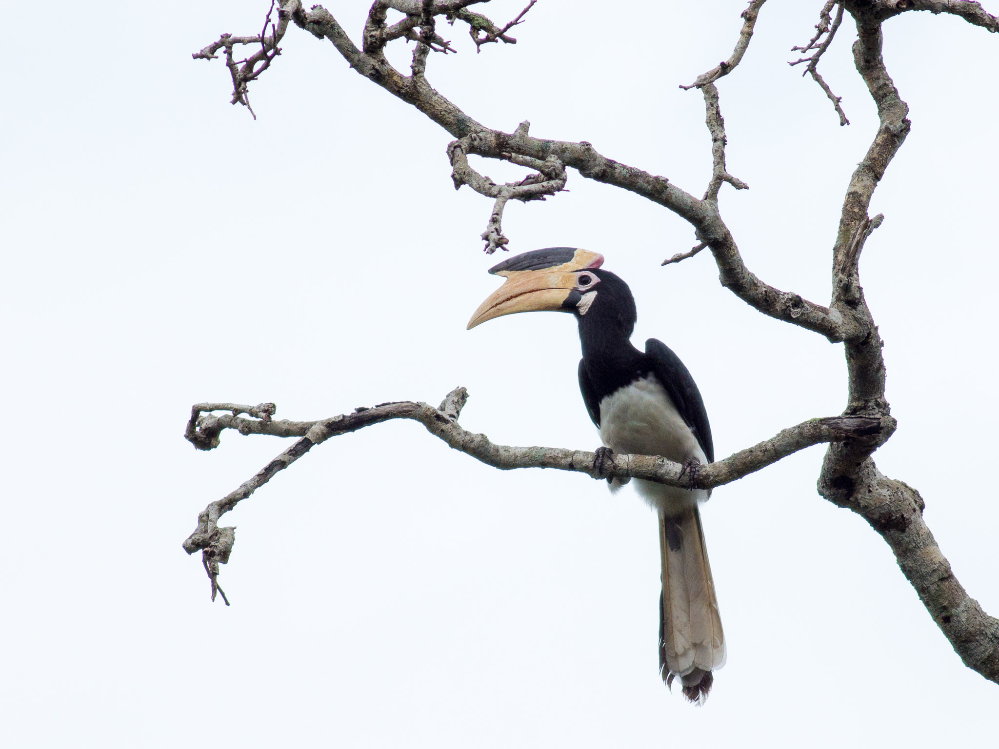 Olympus OM-D E-M1 + Metabones 400/5.6 sample photo. Malbar hornbill (female) photography