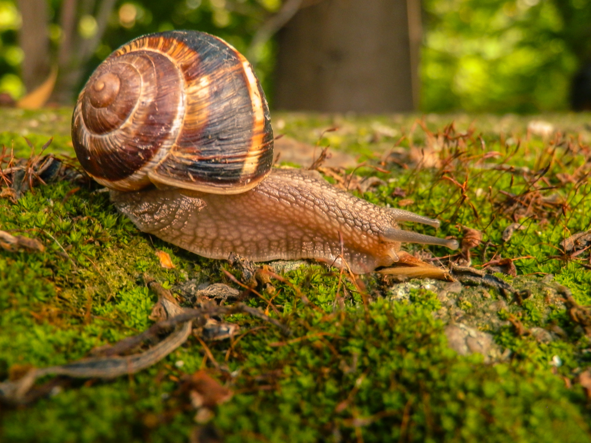 Olympus SP-610UZ sample photo. Snail stories photography