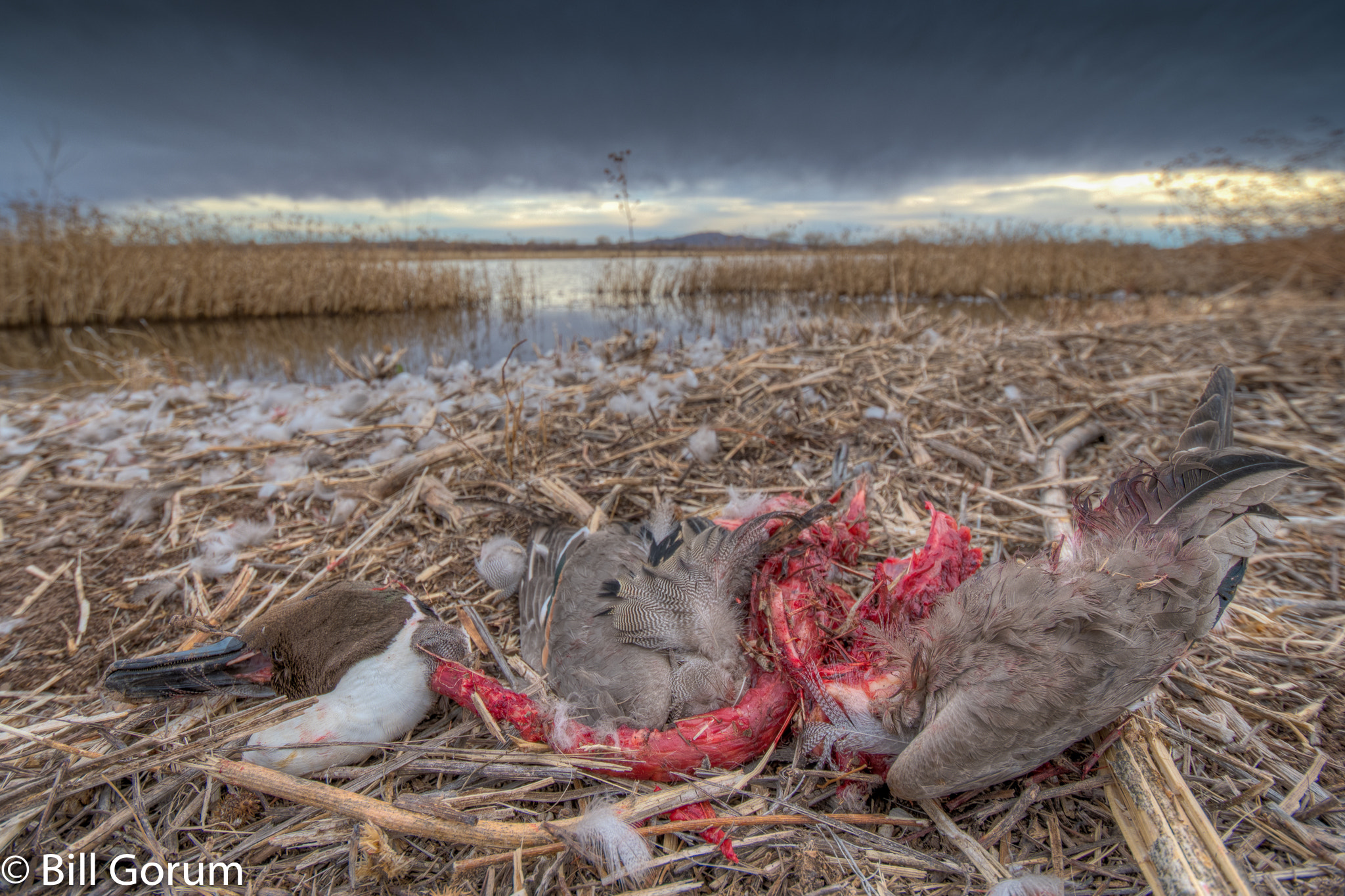 Nikon D500 sample photo. Northern pintail drake preyed upon by a raptor. photography