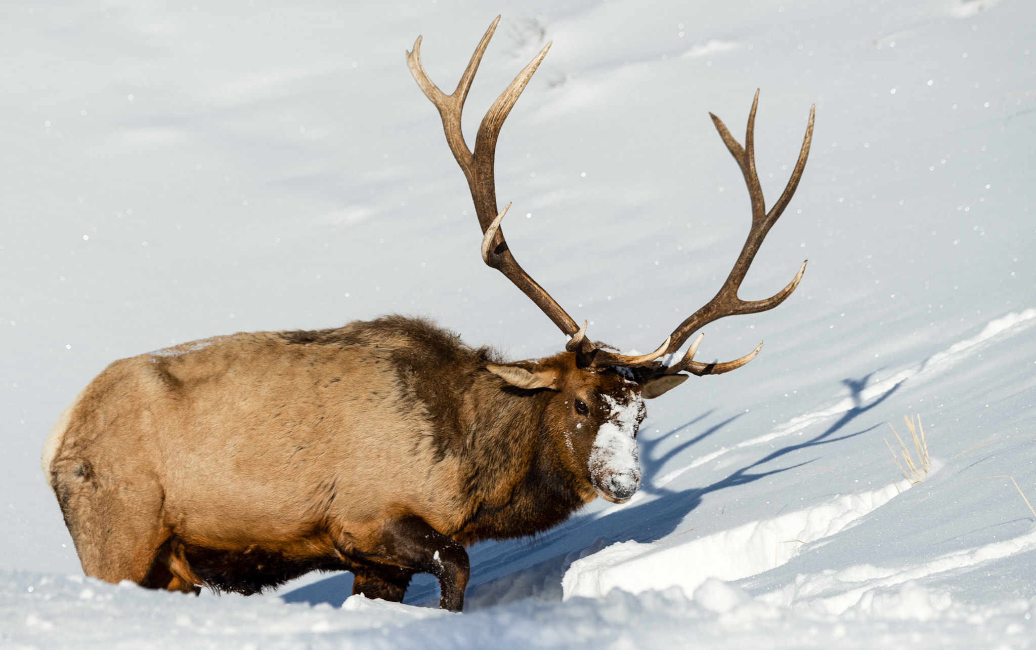Nikon D4 sample photo. Bull elk in yellowstone national park photography
