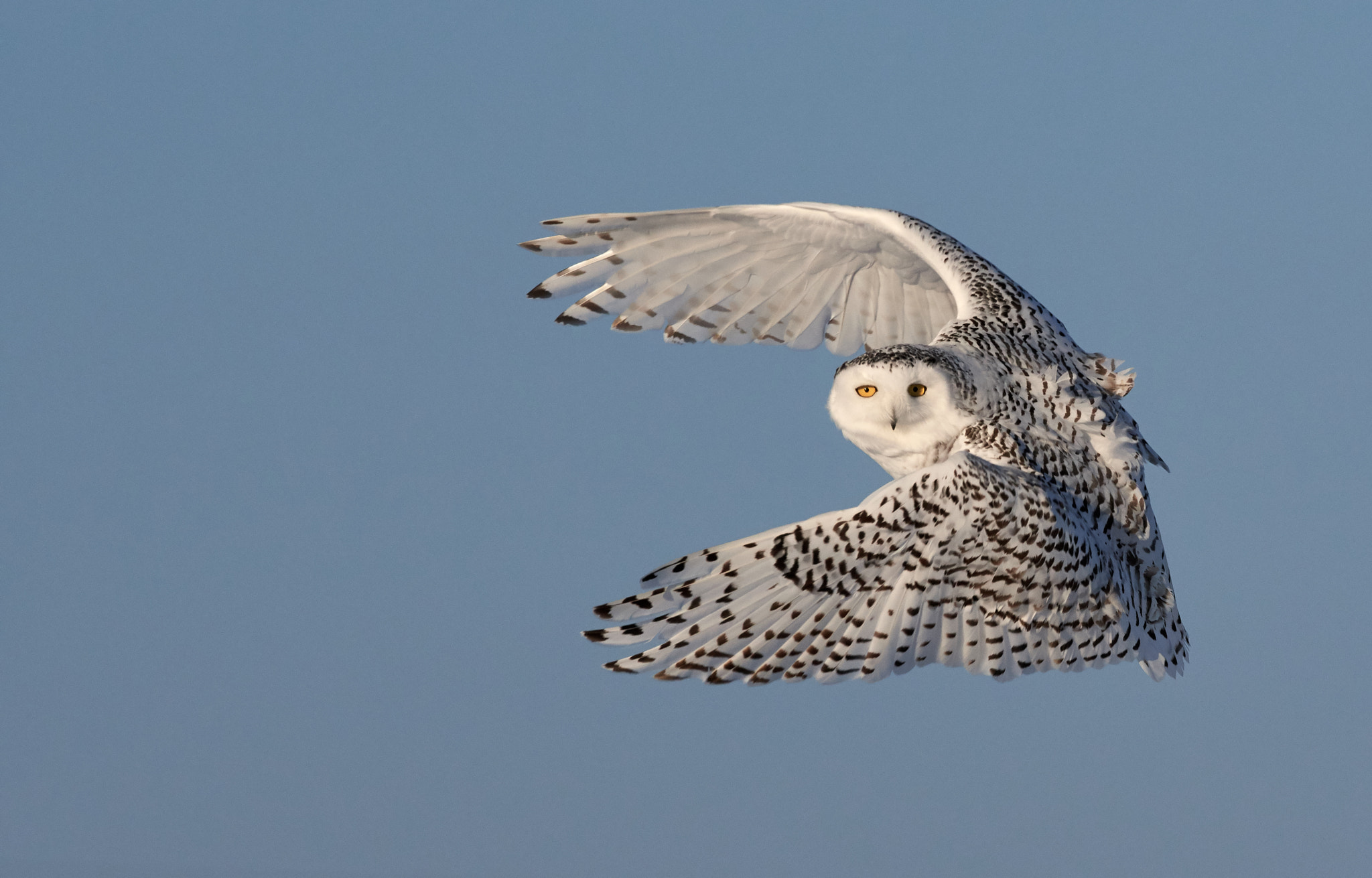 Nikon AF-S Nikkor 200-500mm F5.6E ED VR sample photo. Snowy owl photography