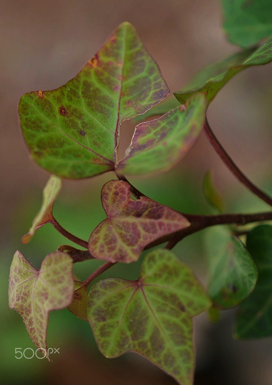 Nikon AF-S DX Micro Nikkor 40mm F2.8 sample photo. Variegated photography