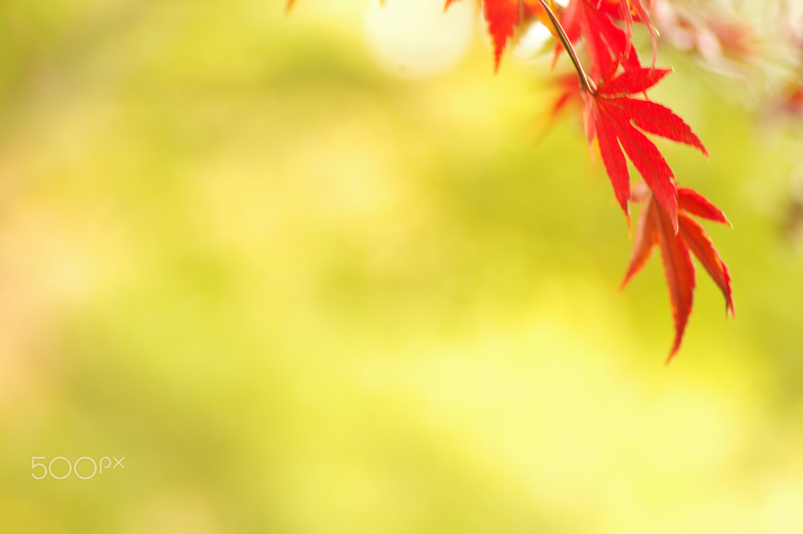 Pentax K-3 II sample photo. Red leaf photography