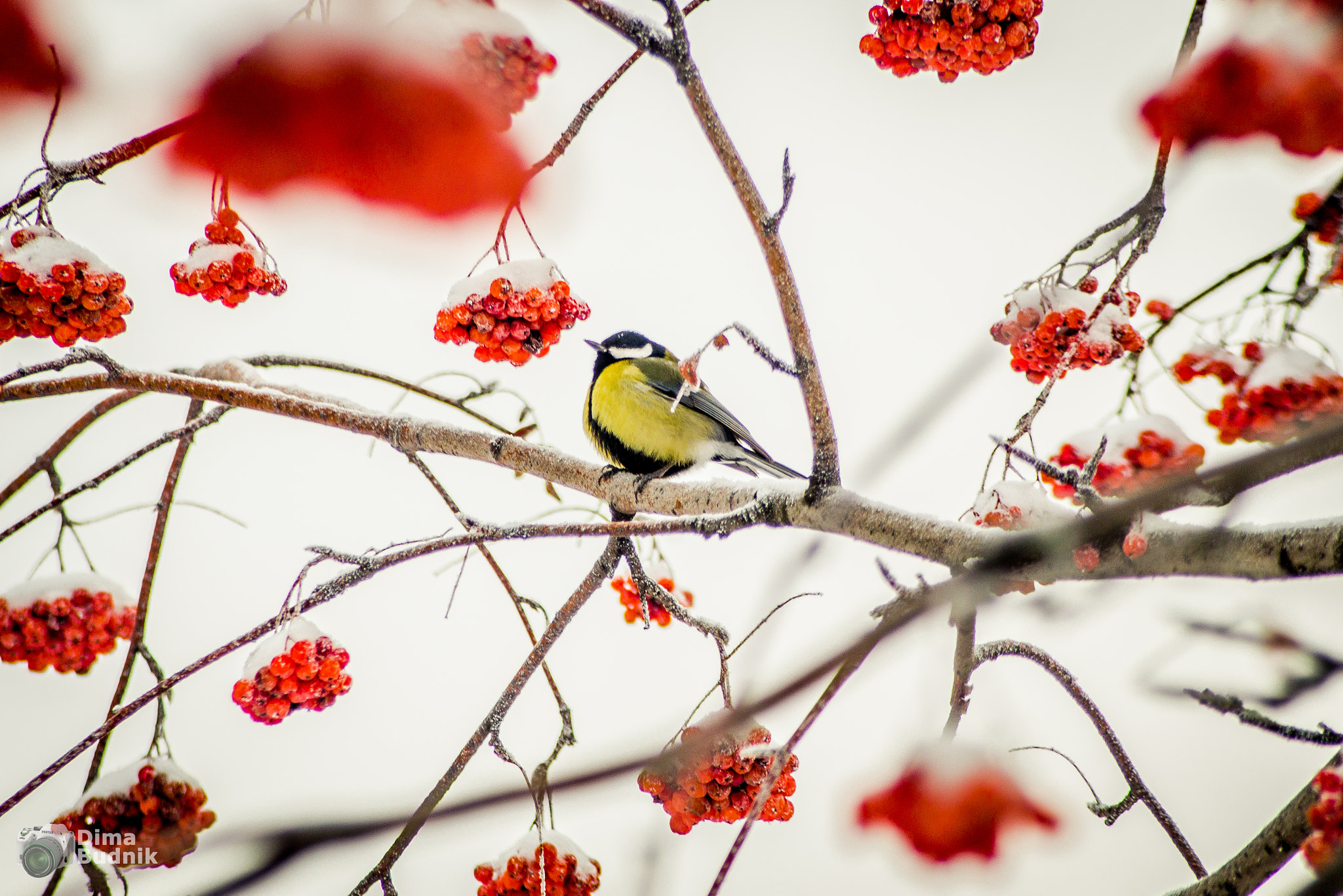 Pentax K-S2 + smc PENTAX-F 80-200mm F4.7-5.6 sample photo. Titmouse photography