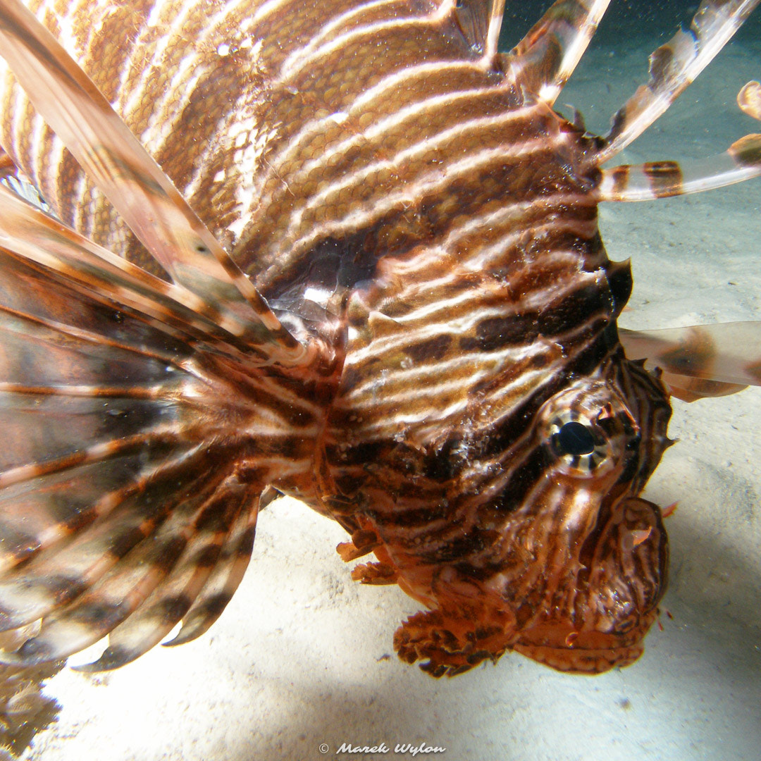 Olympus C7070WZ sample photo. Lionfish | red sea | 2007.04.30 photography
