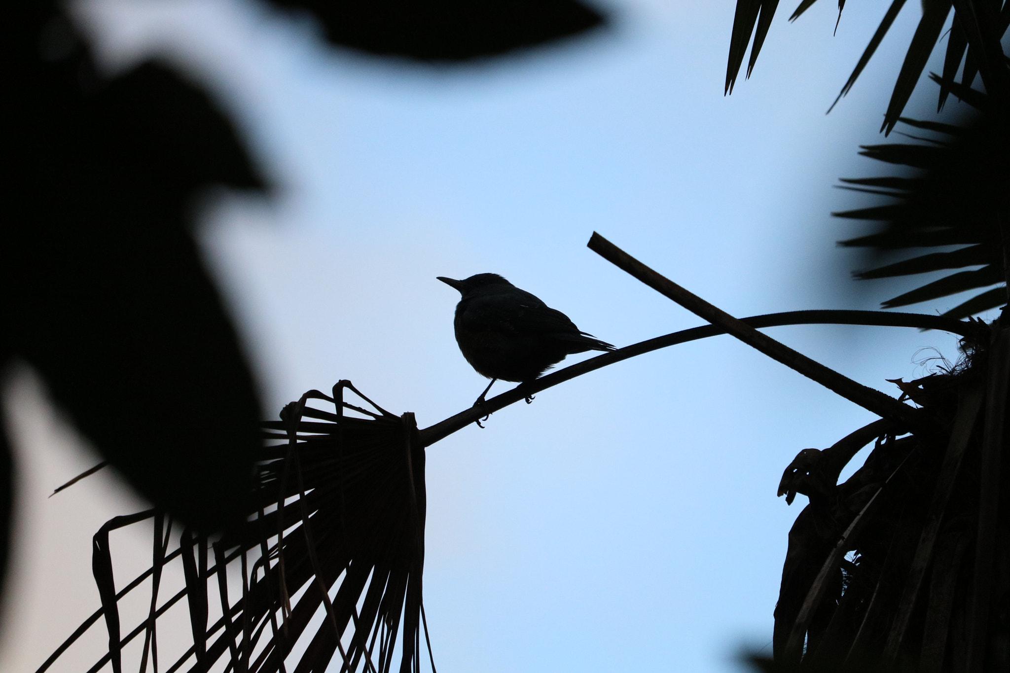 Canon EOS 750D (EOS Rebel T6i / EOS Kiss X8i) sample photo. Bird photography