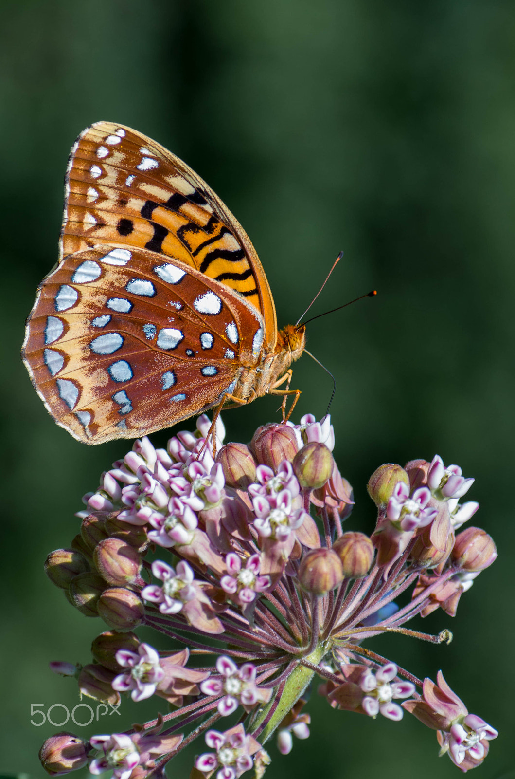 Tamron SP AF 90mm F2.8 Di Macro sample photo. Fritillary on milkweed photography