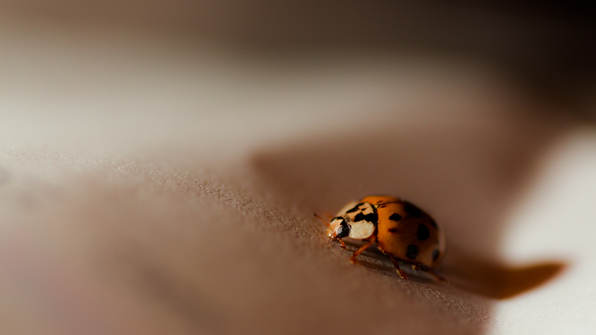 Canon EOS 6D + Tamron SP AF 90mm F2.8 Di Macro sample photo. Ladybird on a journey photography
