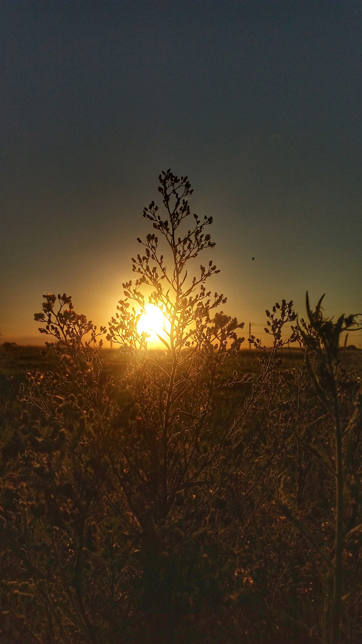 LG K430TV sample photo