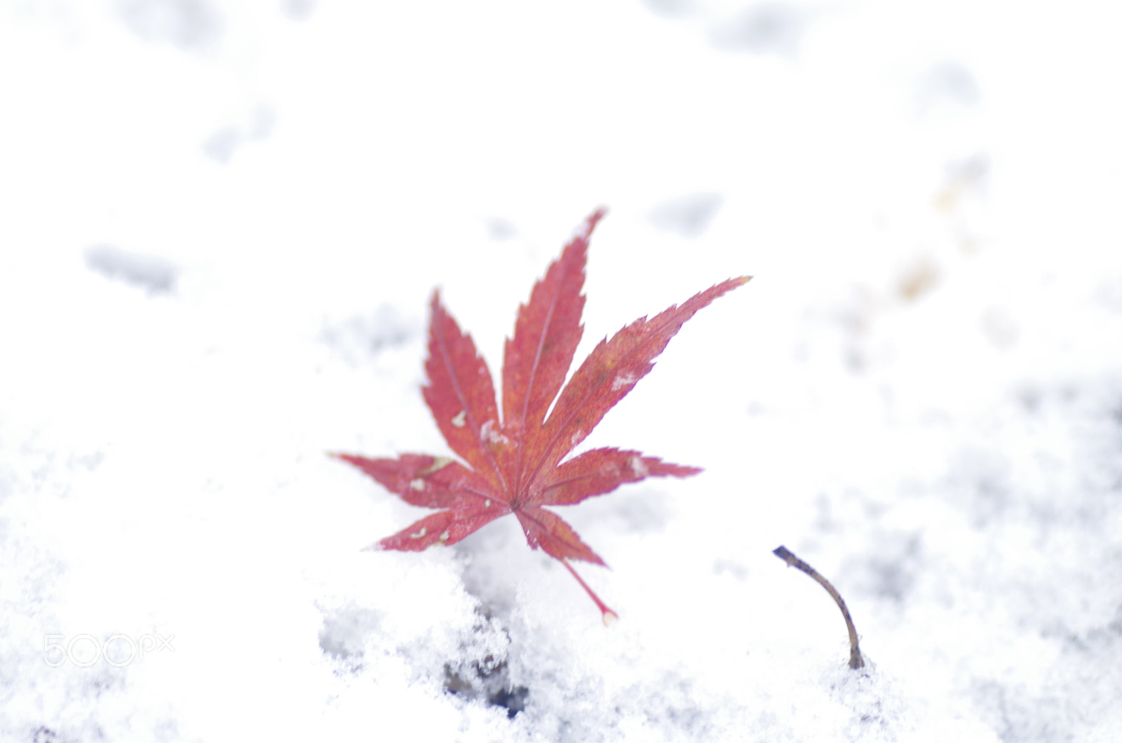 Pentax K-30 + Tamron SP AF 90mm F2.8 Di Macro sample photo. Red leaf on the snow photography