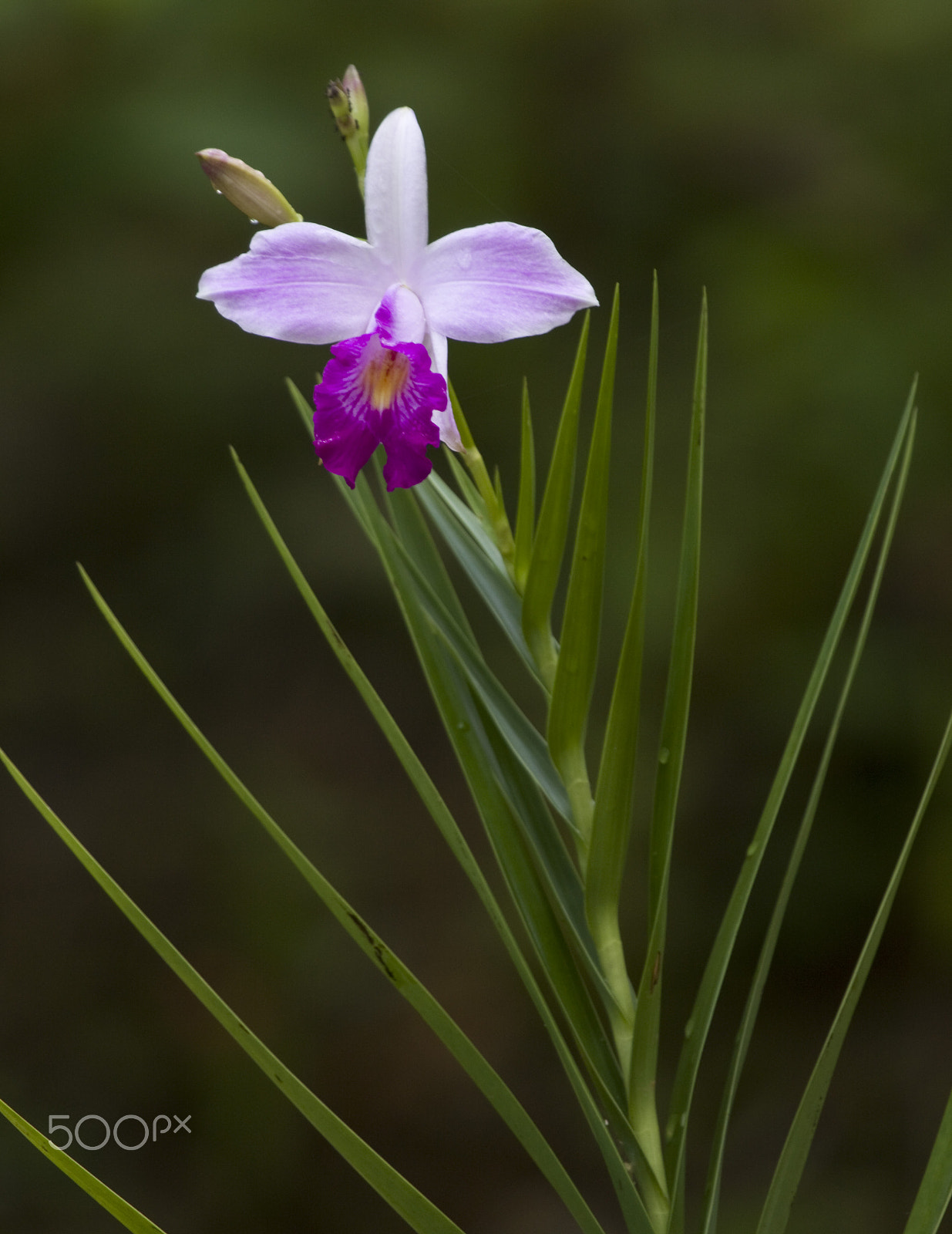 Canon EOS 50D sample photo. Lonely bloom photography