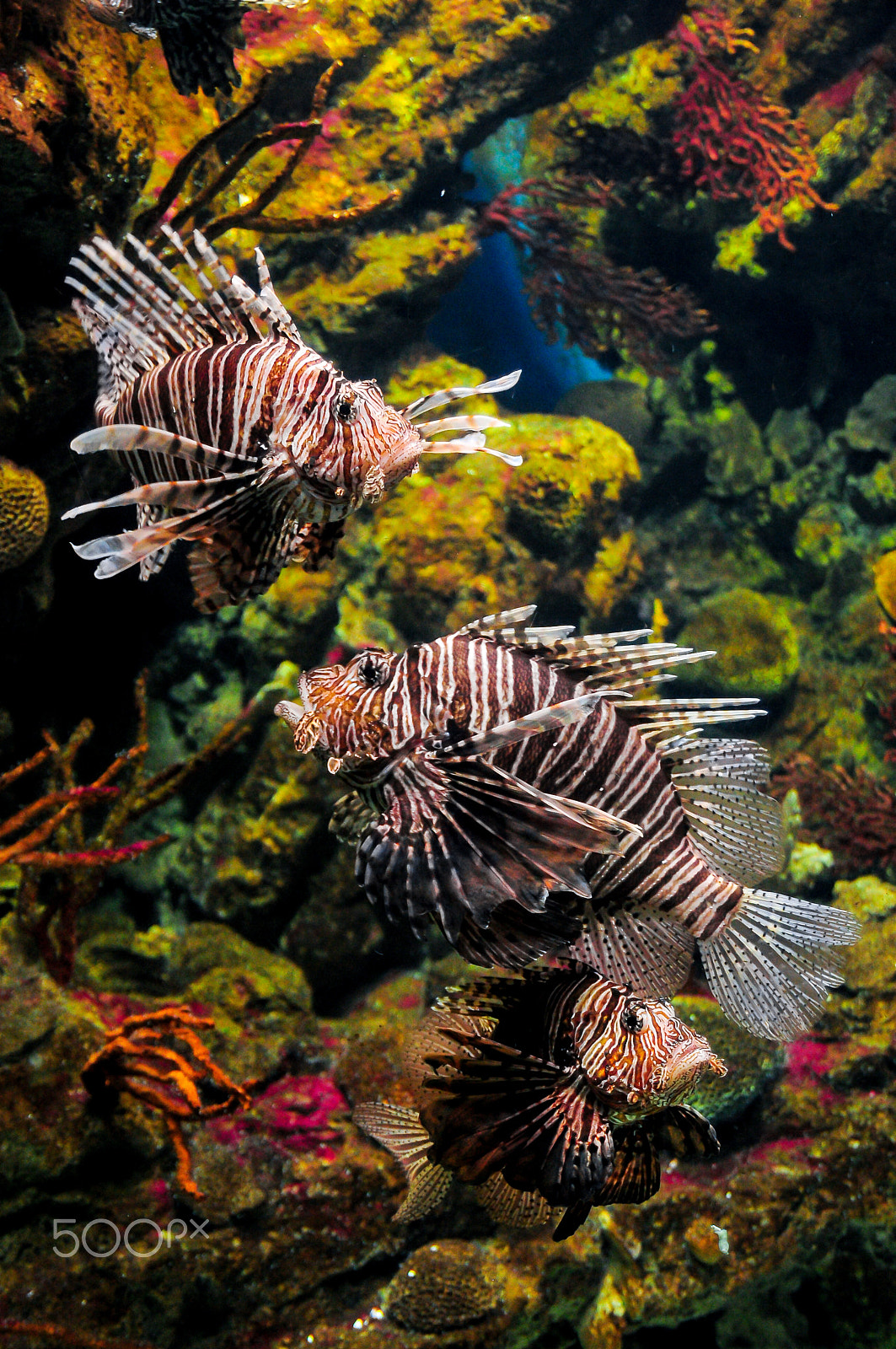 Nikon D300 sample photo. Red lionfish photography