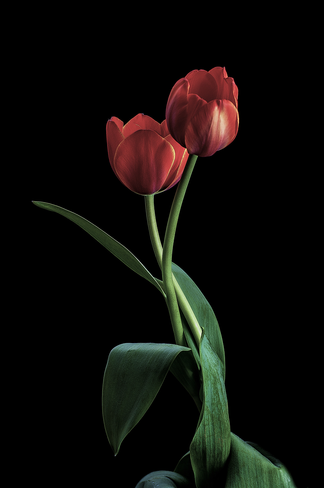 Nikon D5000 sample photo. Tulipanes ii photography