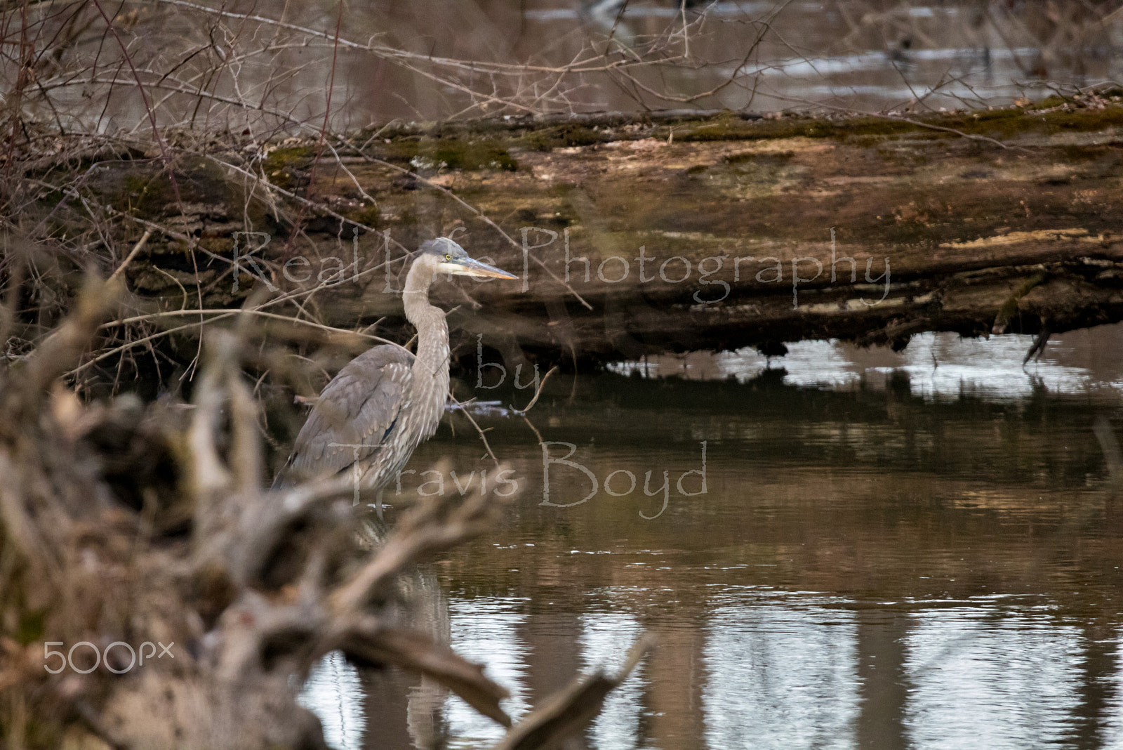 150-600mm F5-6.3 DG OS HSM | Sports 014 sample photo. Great blue hunting photography