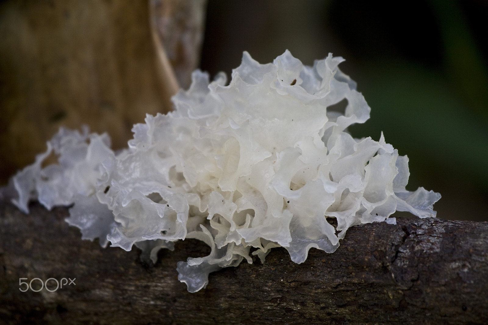 Canon EOS 50D + Canon EF 100-400mm F4.5-5.6L IS USM sample photo. White fungus photography