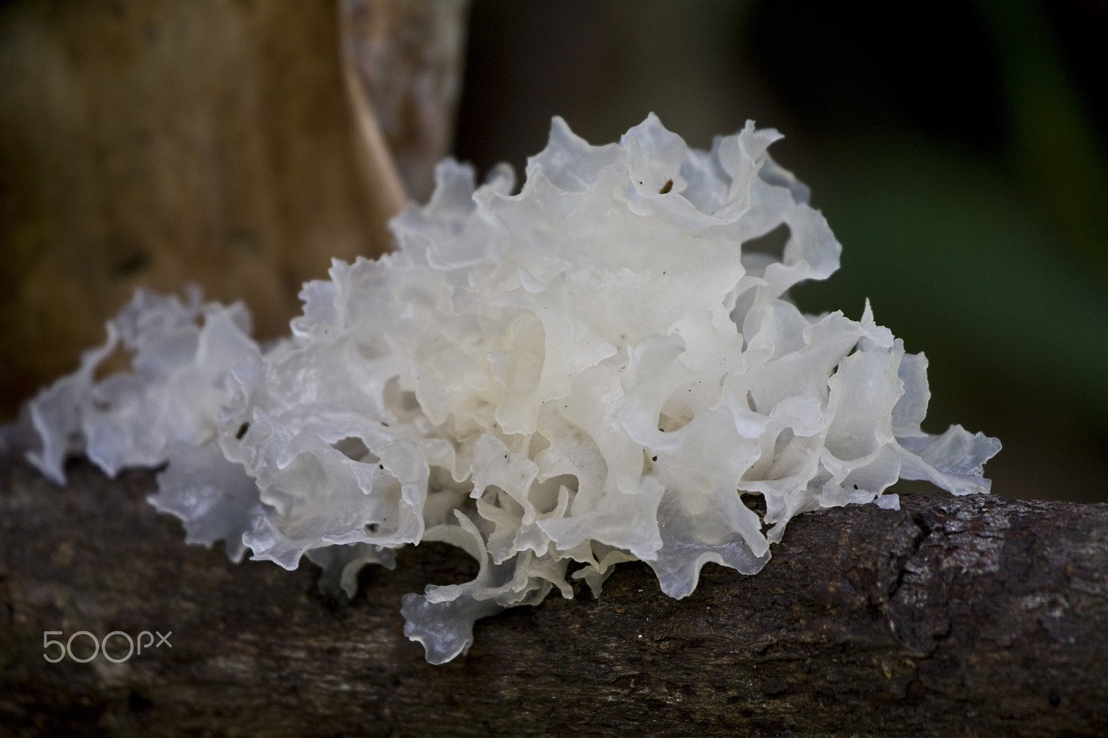 Canon EF 100-400mm F4.5-5.6L IS USM sample photo. White fungus photography