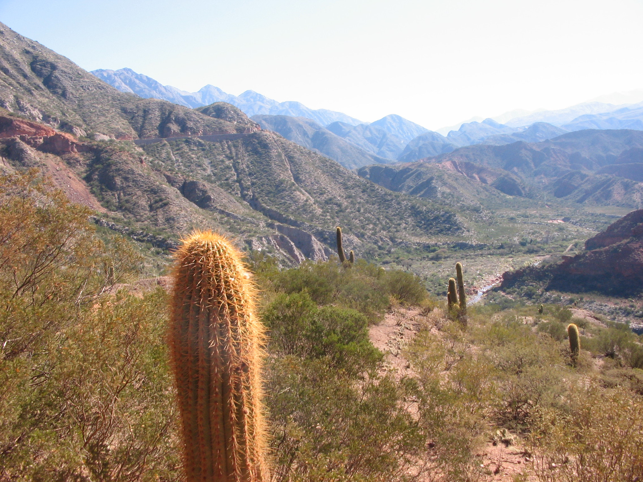 Canon POWERSHOT A85 sample photo. Cactus first photography