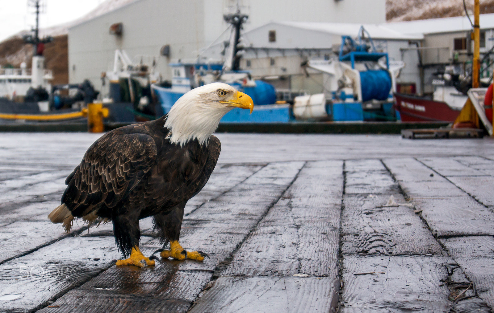 Sony SLT-A77 sample photo. Hanging on the docks photography