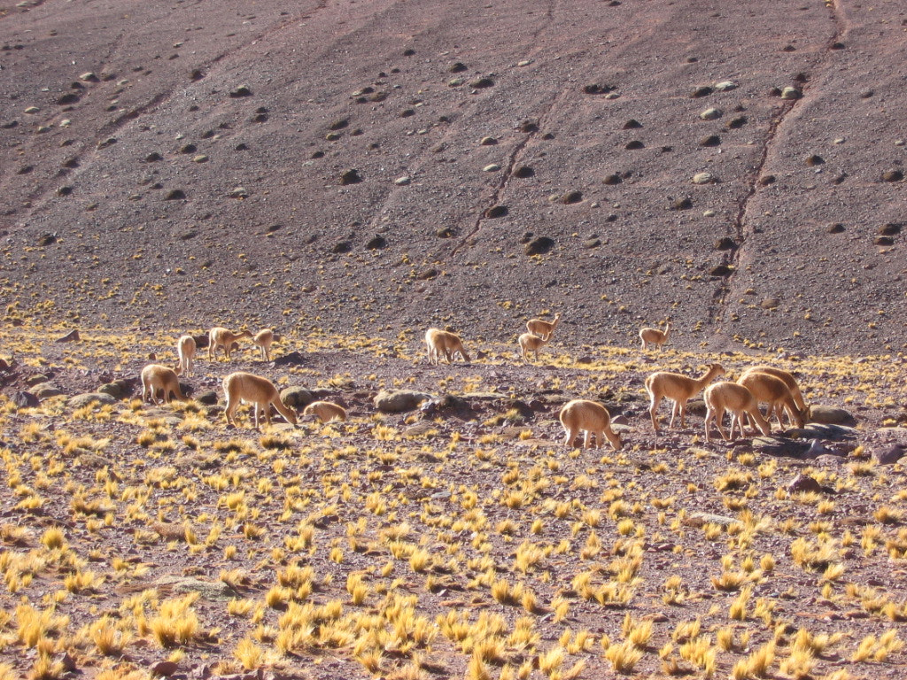 Canon POWERSHOT A85 sample photo. Vicugnas in the andes photography