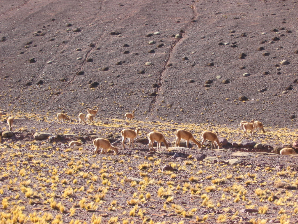 Canon POWERSHOT A85 sample photo. Vicugnas in the andes photography