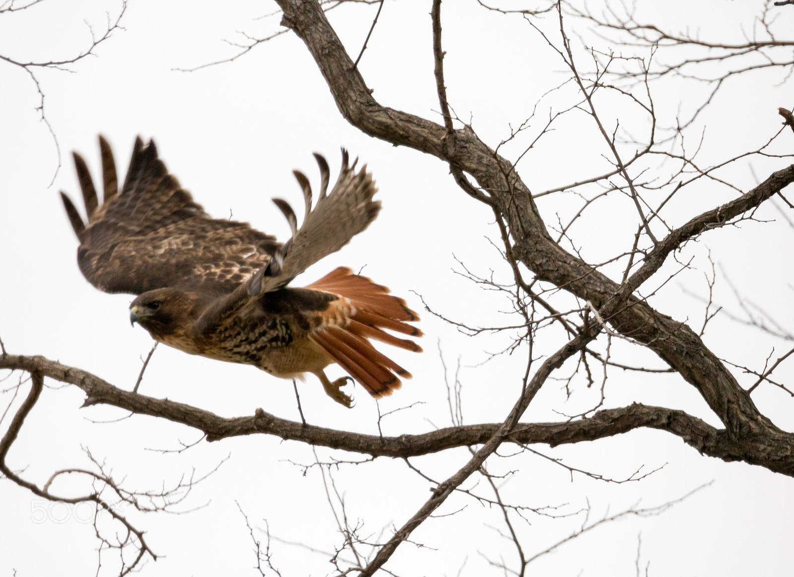 Canon EOS 750D (EOS Rebel T6i / EOS Kiss X8i) + 150-600mm F5-6.3 DG OS HSM | Sports 014 sample photo. Red-tailed hawk take off photography