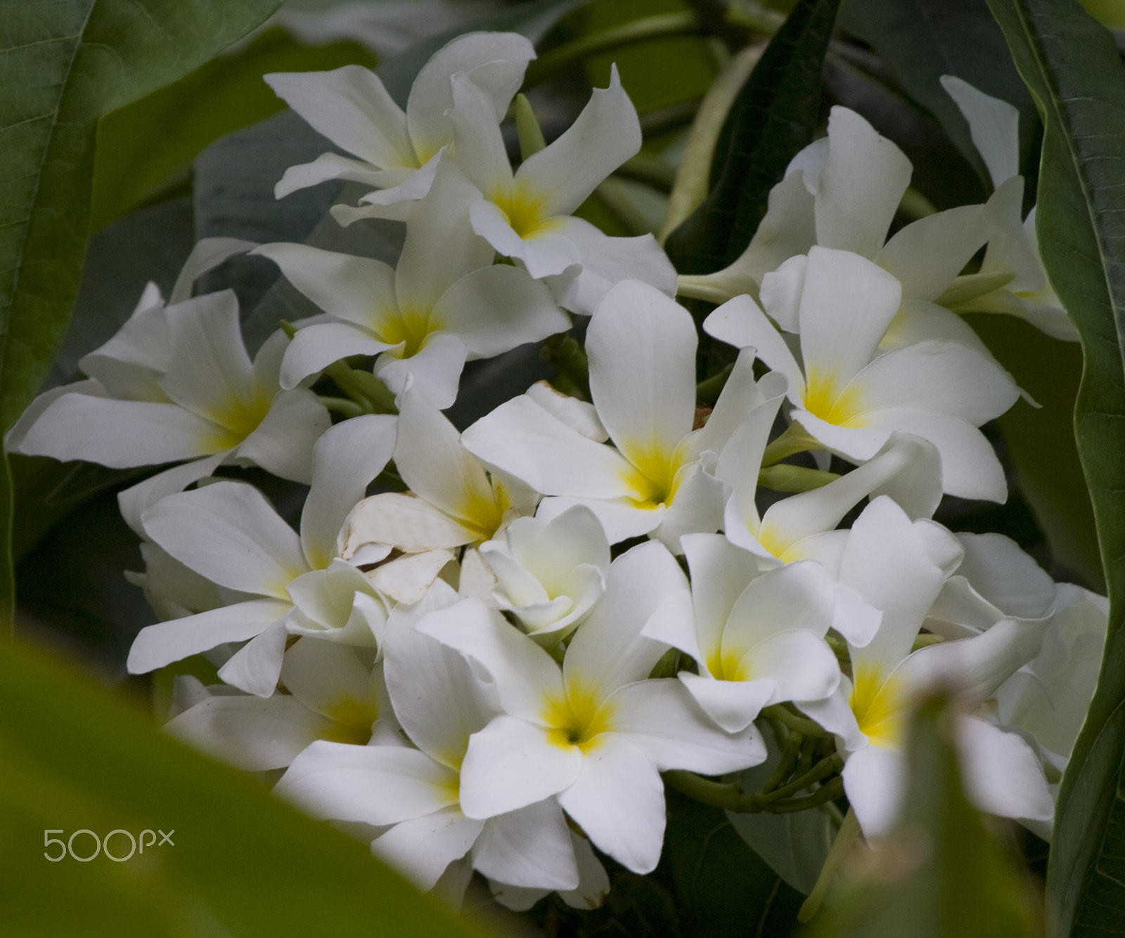 Canon EF 100-400mm F4.5-5.6L IS USM sample photo. Beauty in numbers photography