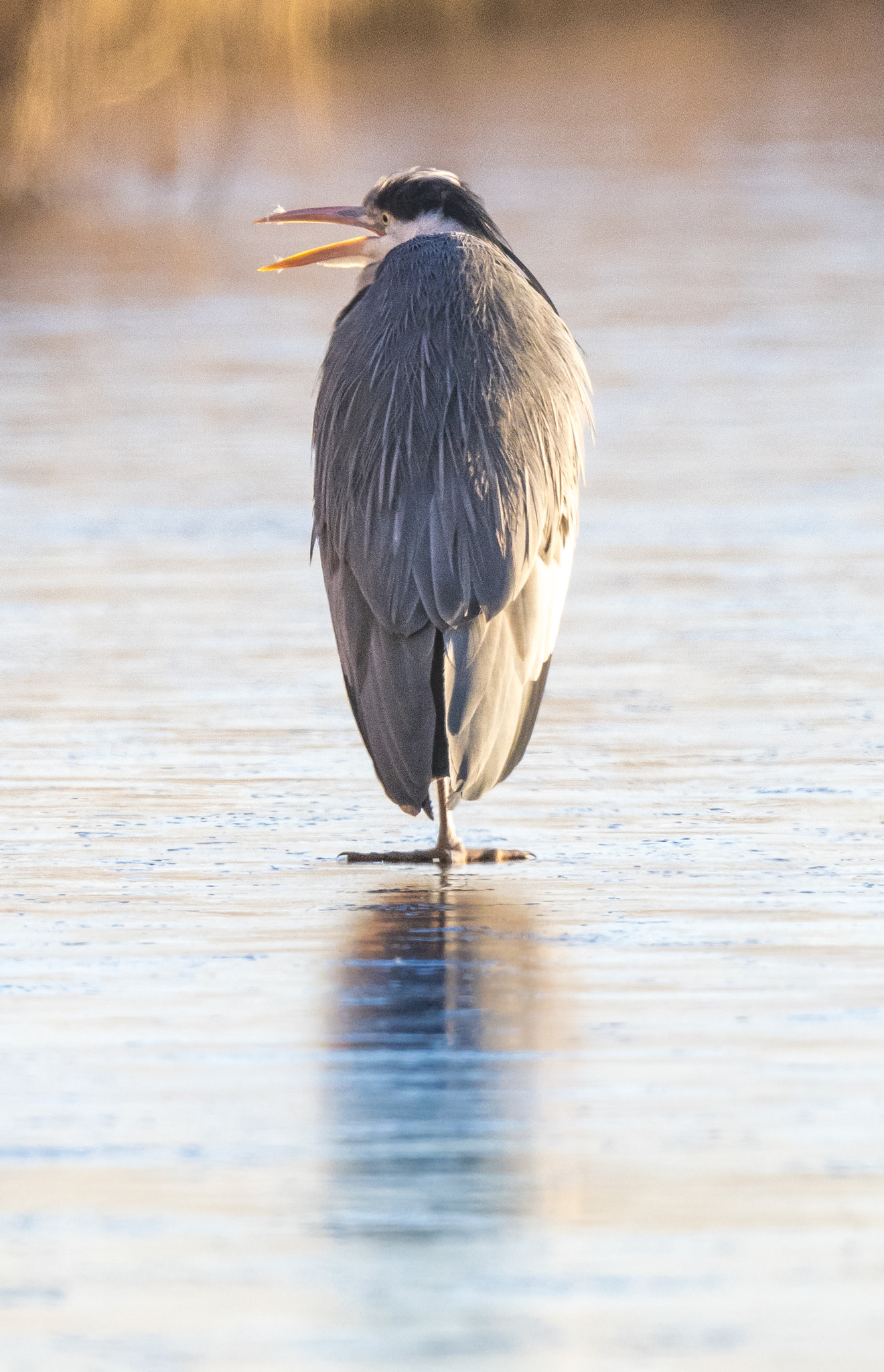 Nikon AF-S Nikkor 500mm F4E FL ED VR sample photo. No fish! photography