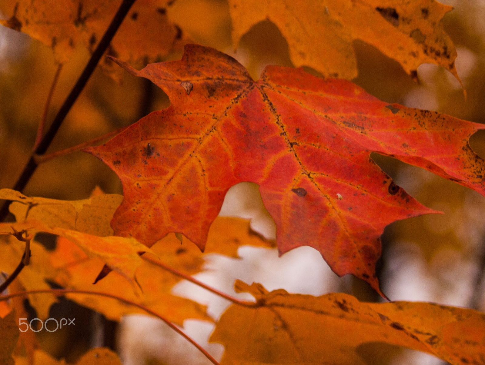 Olympus E-620 (EVOLT E-620) sample photo. Veins tell the story photography