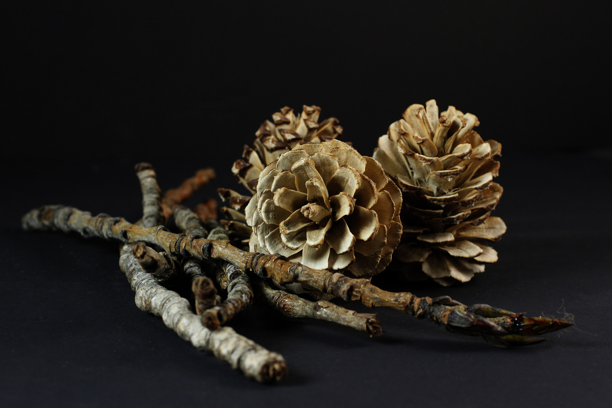 Canon EF 50mm F2.5 Macro sample photo. Pine cones photography