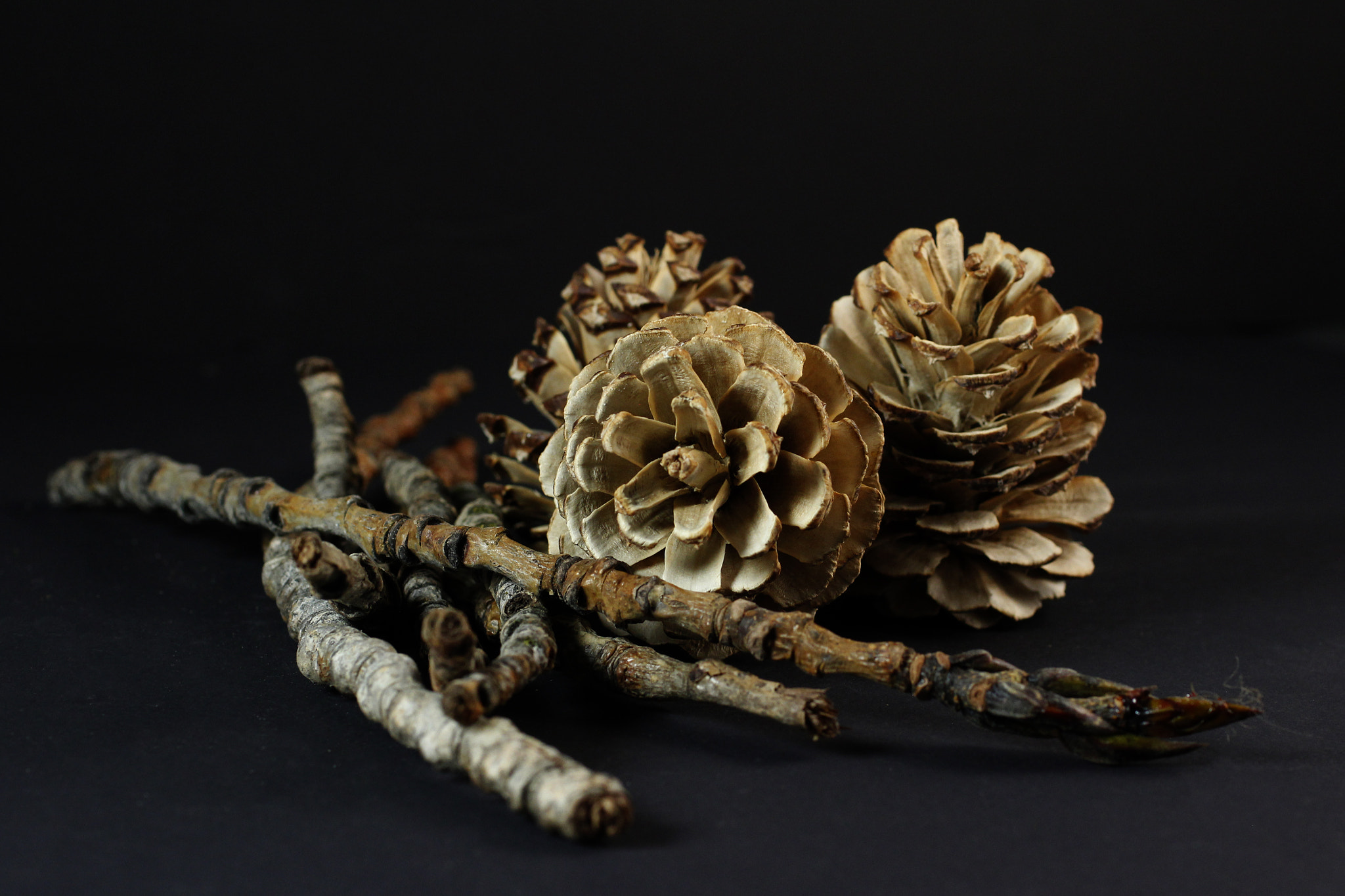 Canon EOS 600D (Rebel EOS T3i / EOS Kiss X5) + Canon EF 50mm F2.5 Macro sample photo. Pine cones photography