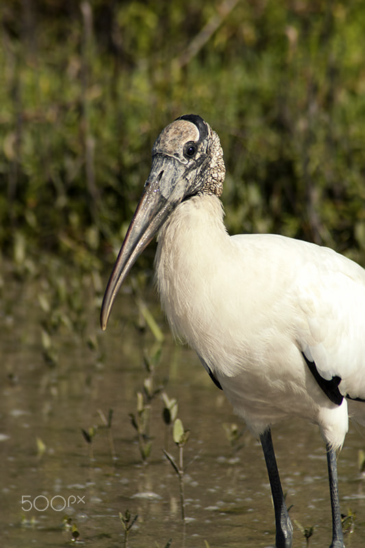 Nikon D200 sample photo. Winter stork photography