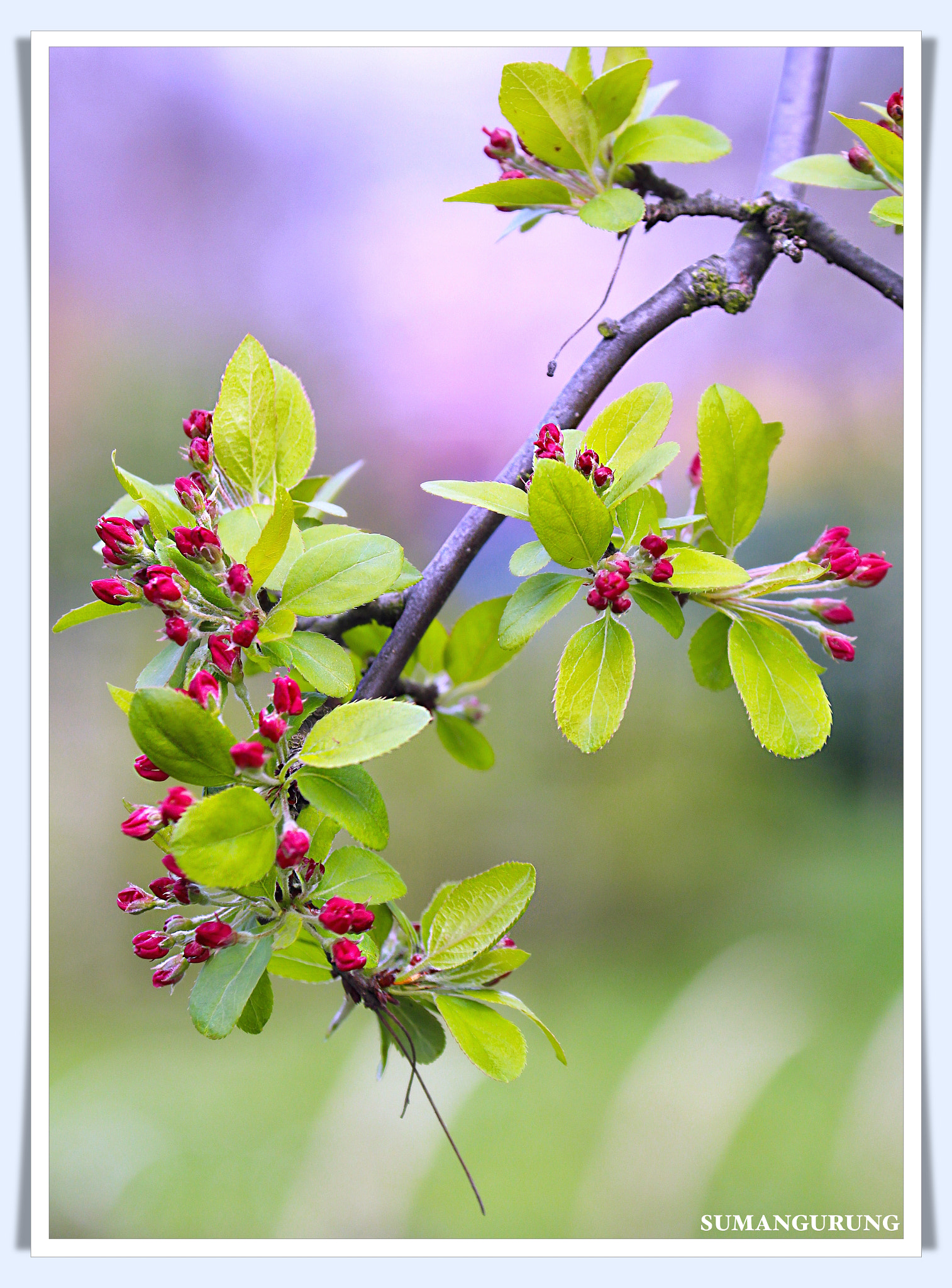 Canon EF 70-300mm F4-5.6L IS USM sample photo. Spring photography