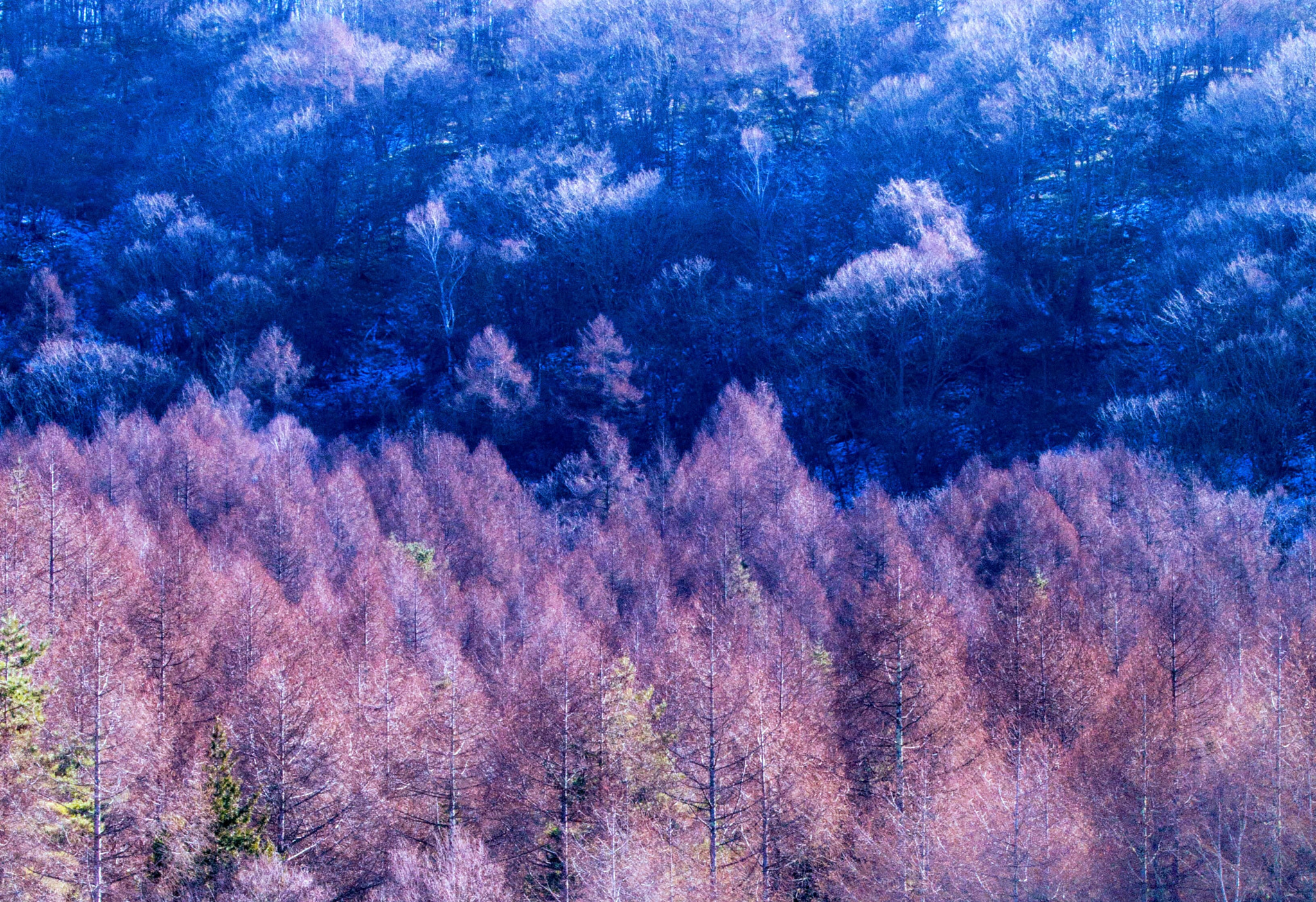 Sony 75-300mm F4.5-5.6 sample photo. 光奏でる御射鹿池 photography