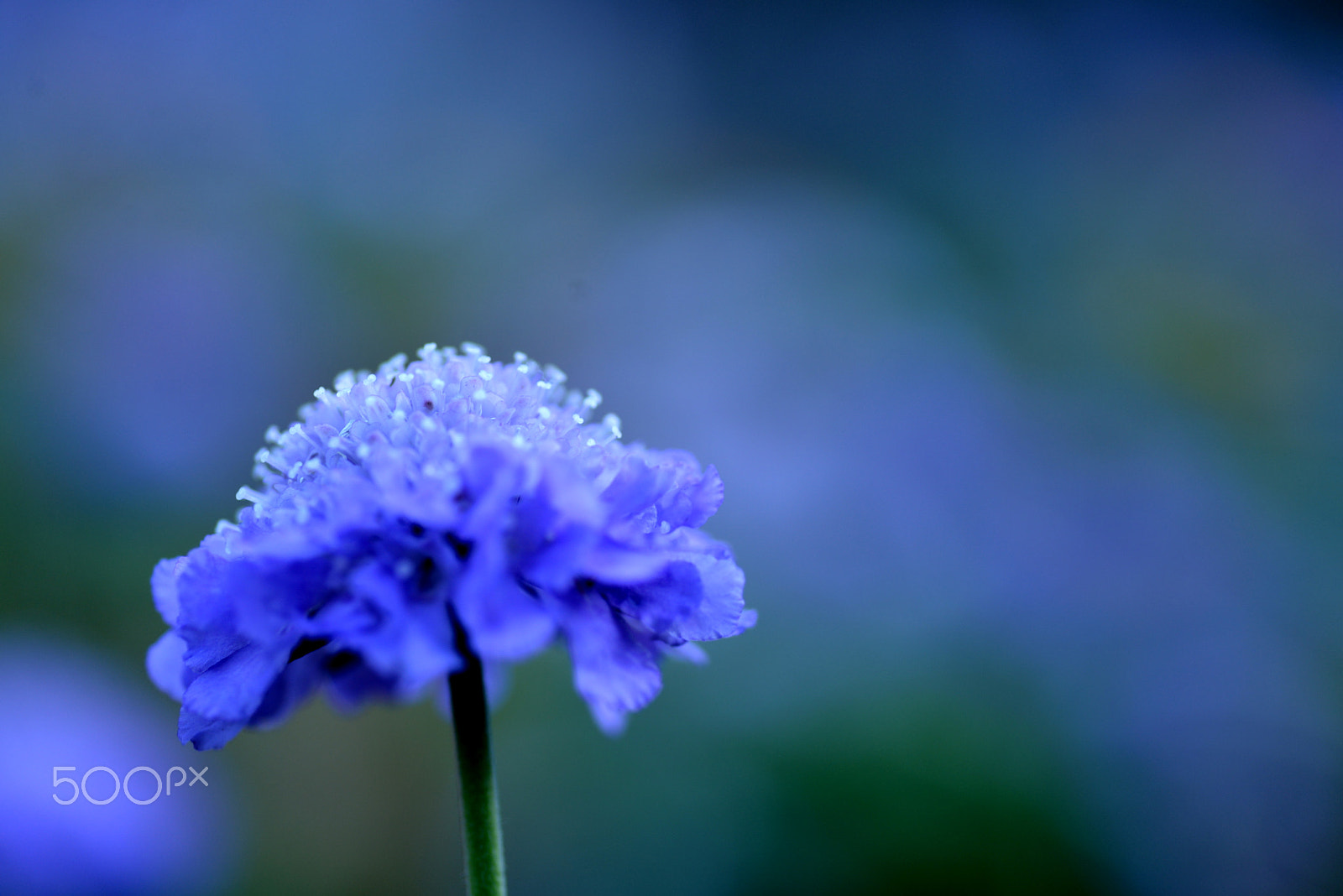 Nikon D600 sample photo. Blue balloon. photography