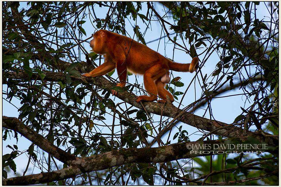 Nikon D500 sample photo. Howler monkey photography