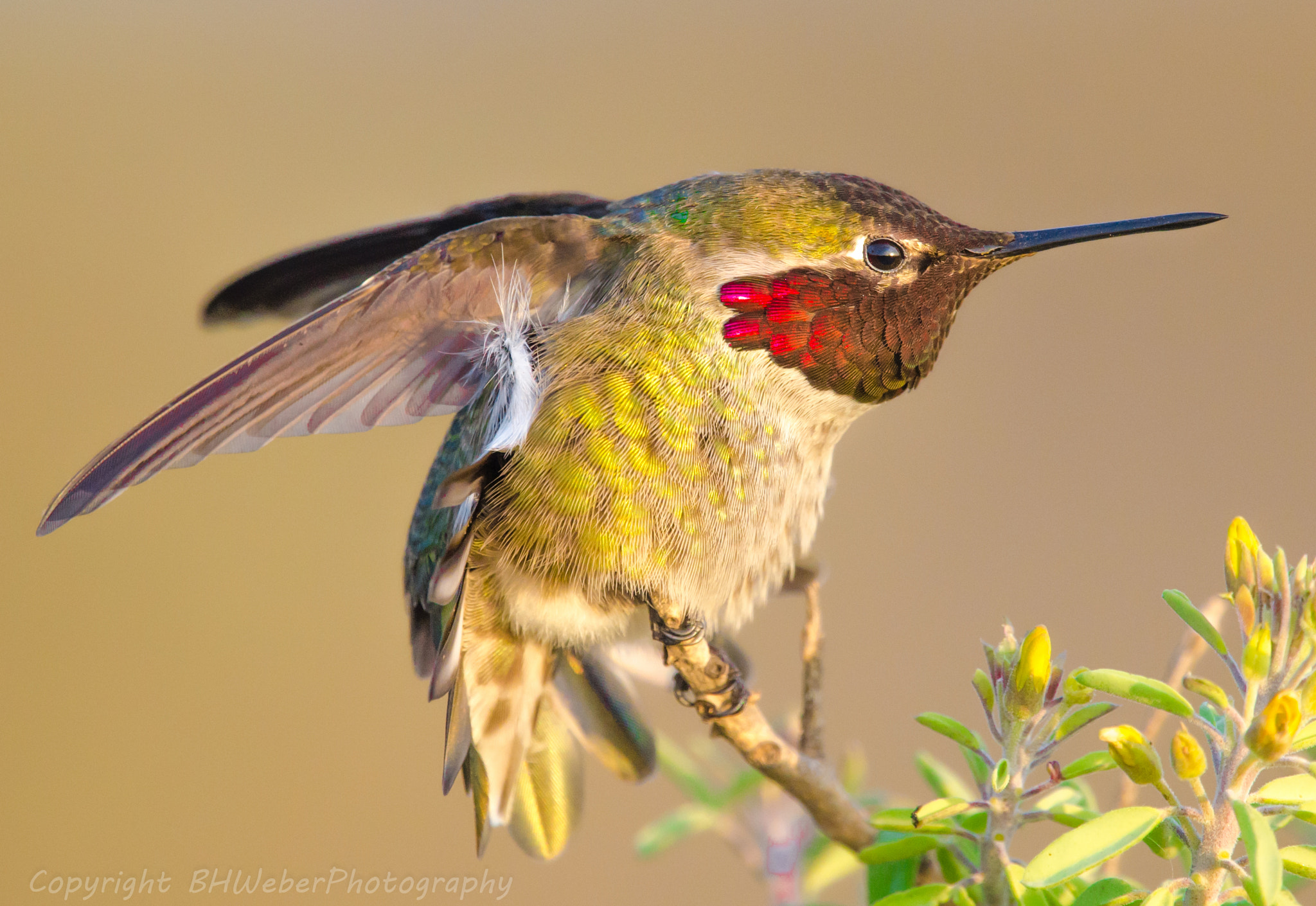 Nikon Nikkor AF-S 300mm F4E PF ED VR sample photo. Anna's hummingbird photography