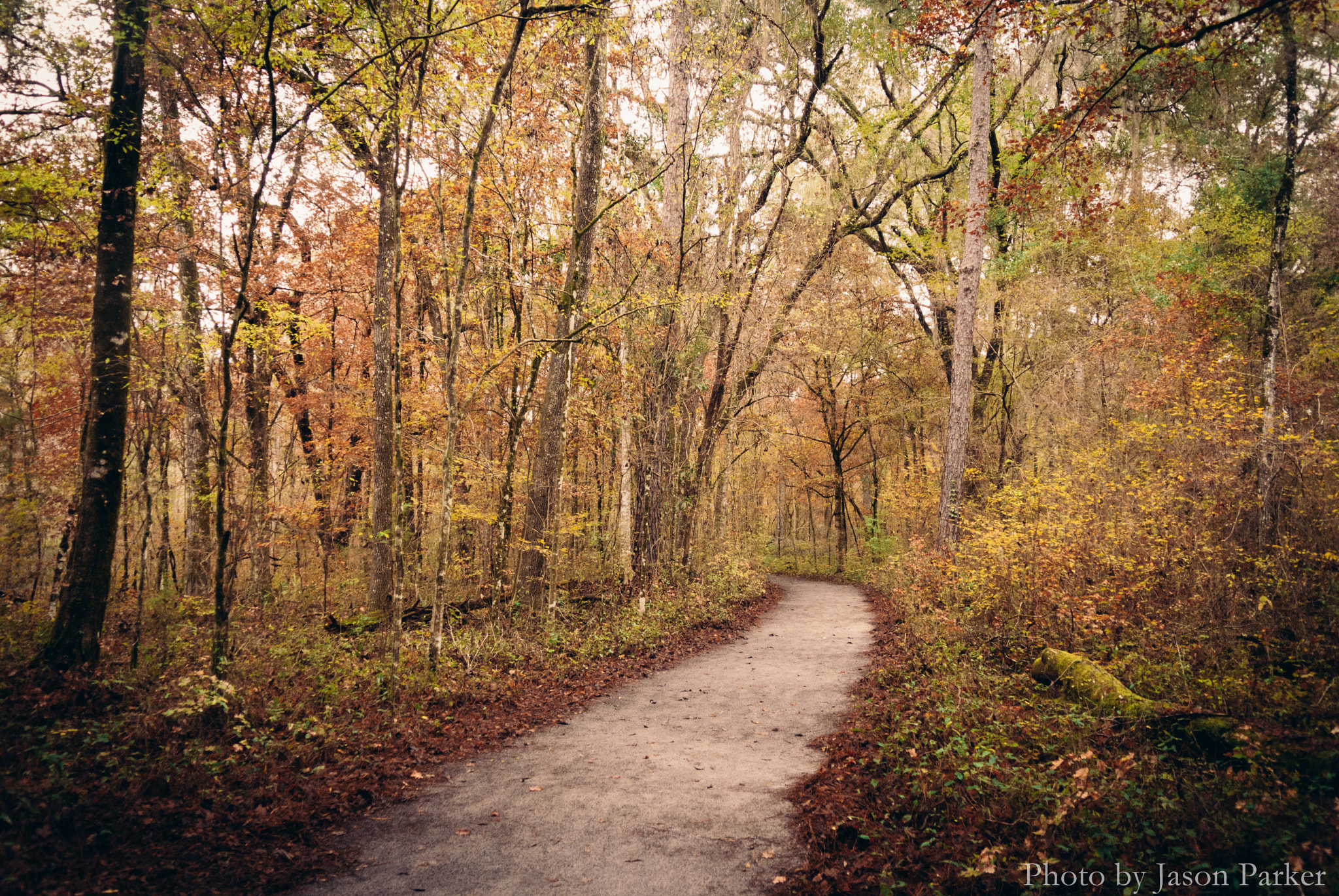 Nikon 1 V1 sample photo. Fall colors running late due to schedule problems photography