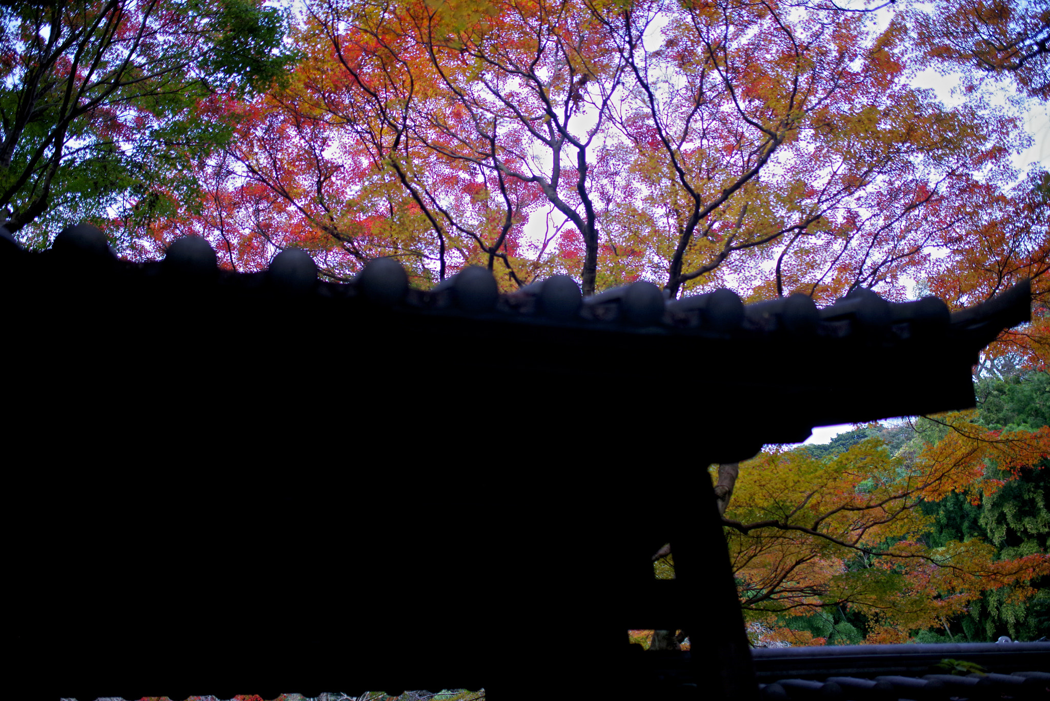 Pentax K-1 sample photo. Roof and background photography