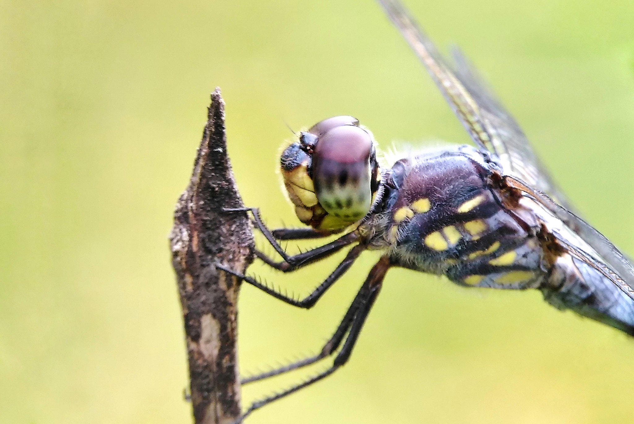 ASUS ZenFone 2 Laser (ZE500KG) sample photo. Dragonfly photography