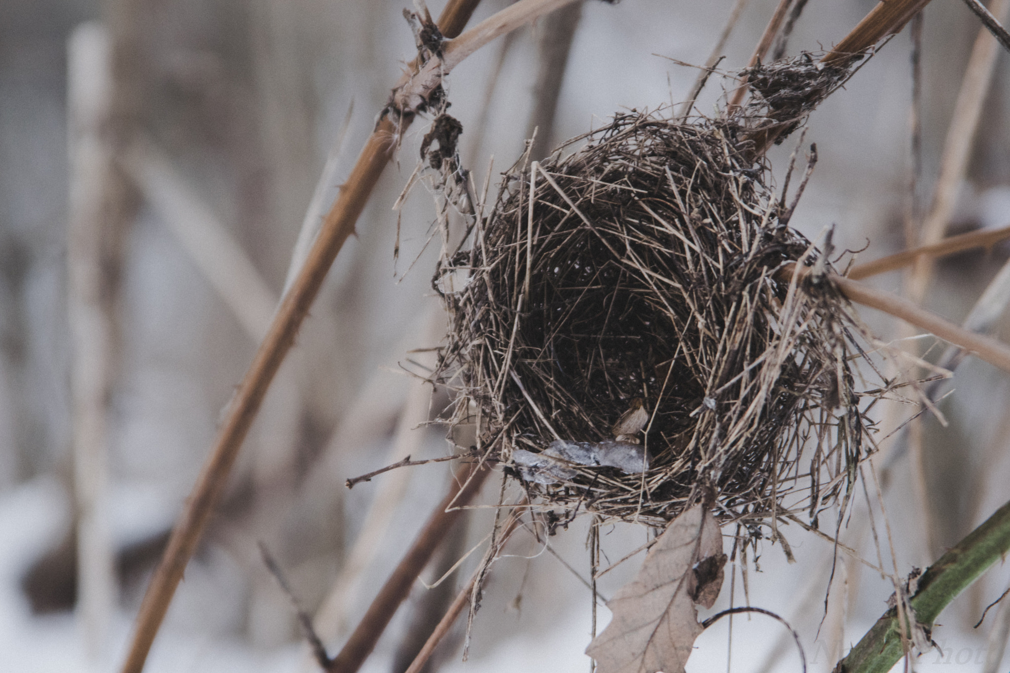 Nikon D3300 + Sigma 28-200mm F3.5-5.6 Compact Aspherical Hyperzoom Macro sample photo