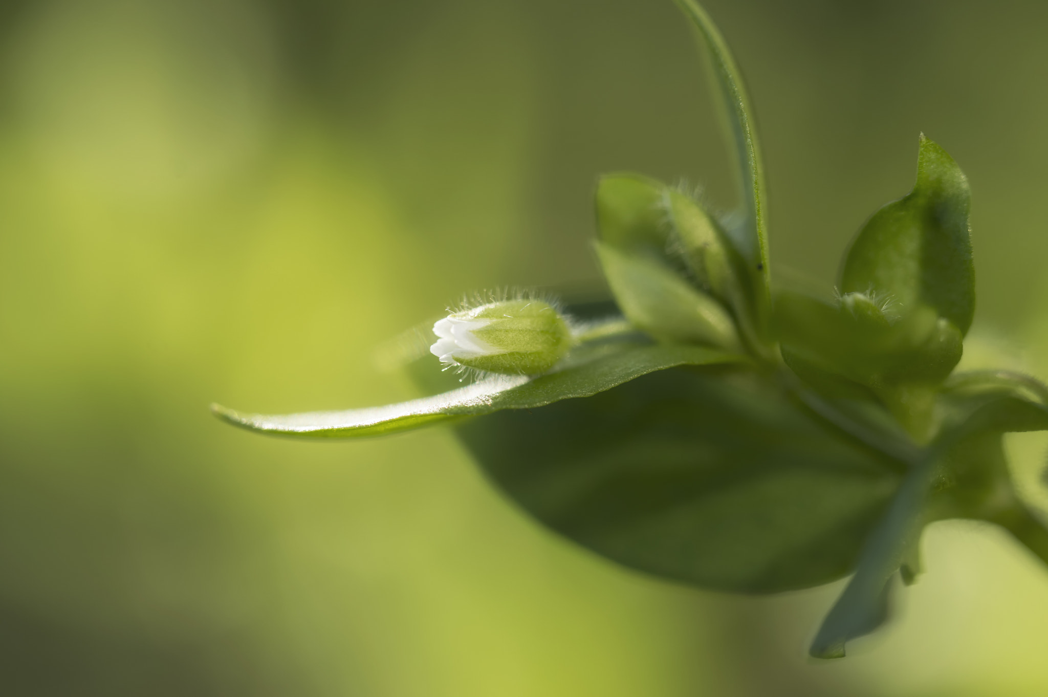 Nikon D3200 sample photo. Catching the light photography