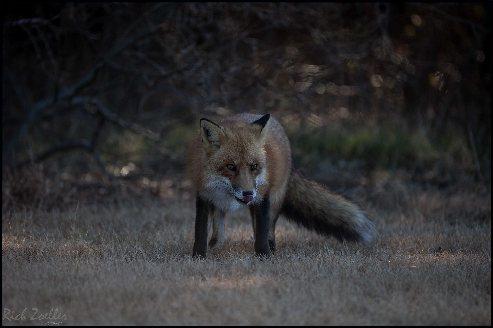 Sigma 150-600mm F5-6.3 DG OS HSM | C sample photo. ..out and about.. photography