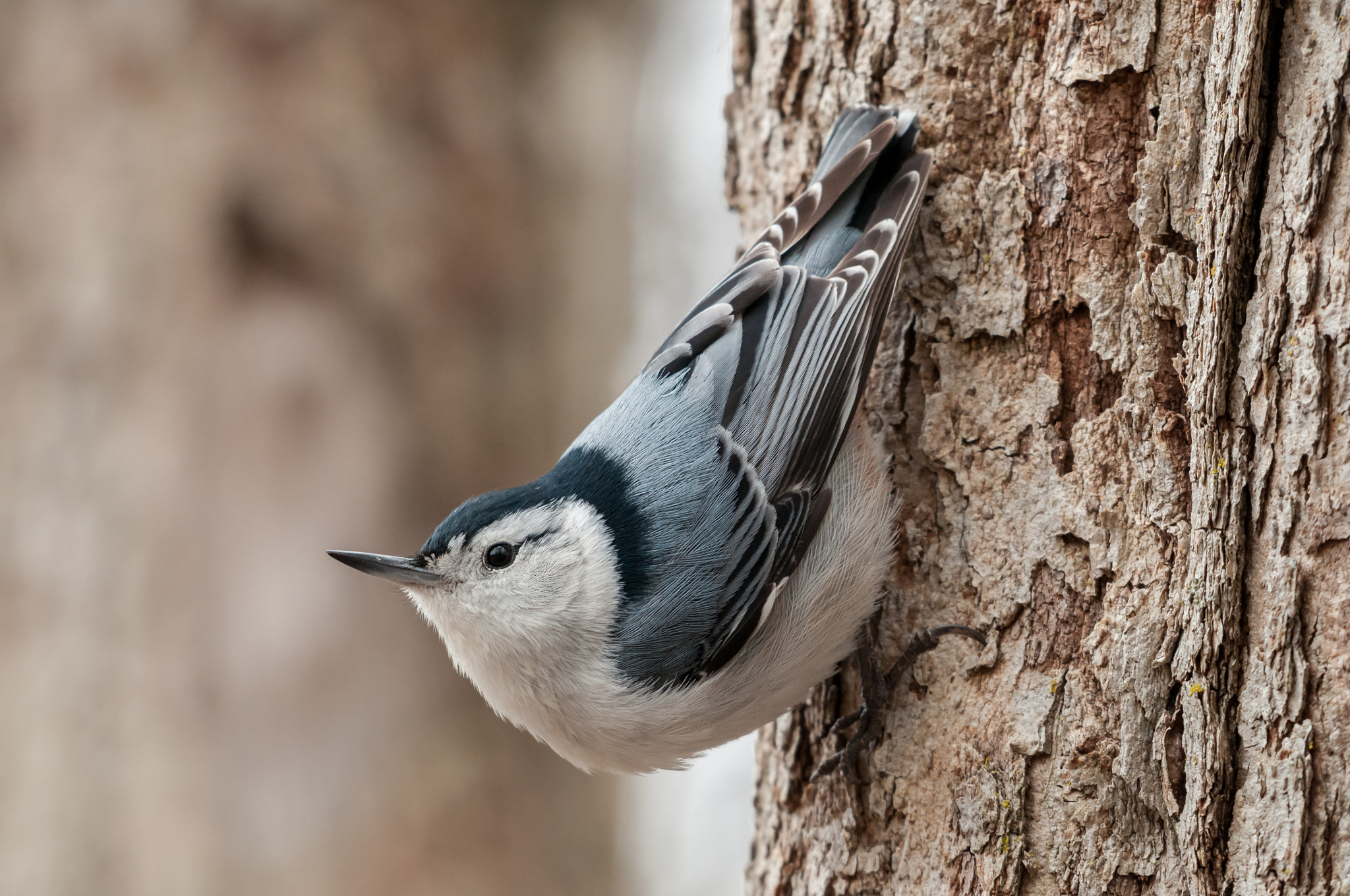 Nikon AF-S Nikkor 200-500mm F5.6E ED VR sample photo. Nuthatch photography